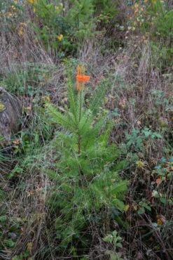 PlantaGard Verbissschutzmanschette Cactus -Forstmaschinengeschäft 73 020 3 j22
