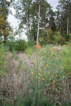 PlantaGard Verbissschutzmanschette Cactus -Forstmaschinengeschäft 73 020 4 j22