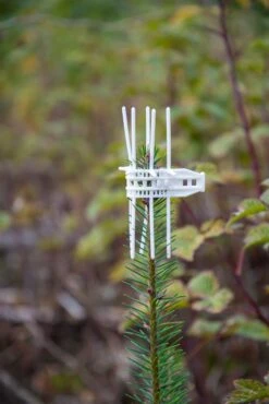 PlantaGard Verbissschutzmanschette Cactus Bio