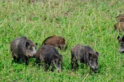 Kiepenkerl Bejagungsschneise