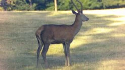 Dörr Nachtsichtgerät Mit Entfernungsmesser ZB-500 PVE -Forstmaschinengeschäft 85 328 12 j22