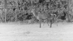 Dörr Nachtsichtgerät Mit Entfernungsmesser ZB-500 PVE -Forstmaschinengeschäft 85 328 13 j22