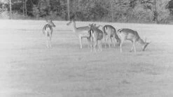 Dörr Nachtsichtgerät Mit Entfernungsmesser ZB-500 PVE -Forstmaschinengeschäft 85 328 15 j22