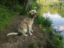 Siccaro Hundetrockenmantel Supreme 2.0 -Forstmaschinengeschäft 87 380 01 4 j23