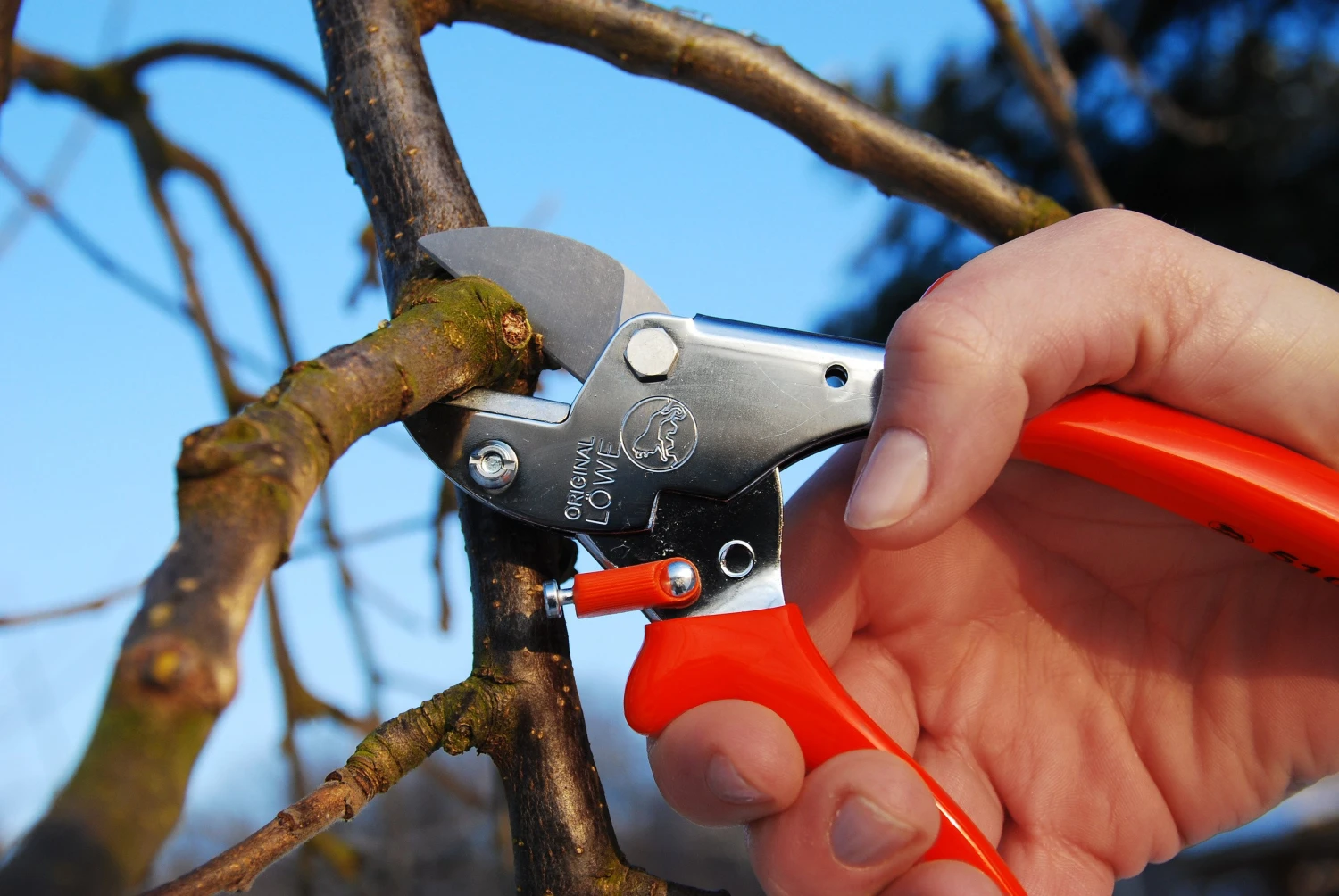 Löwe Amboss-Schere Nr. 5 Standardausführung 4 Löwe Amboss-Schere Nr. 5 Standardausführung – Bild 4