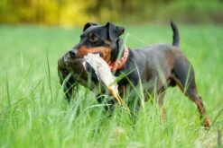 Schmale Bestickte Signalhalsung -Forstmaschinengeschäft B 72 585 01 4 C j18