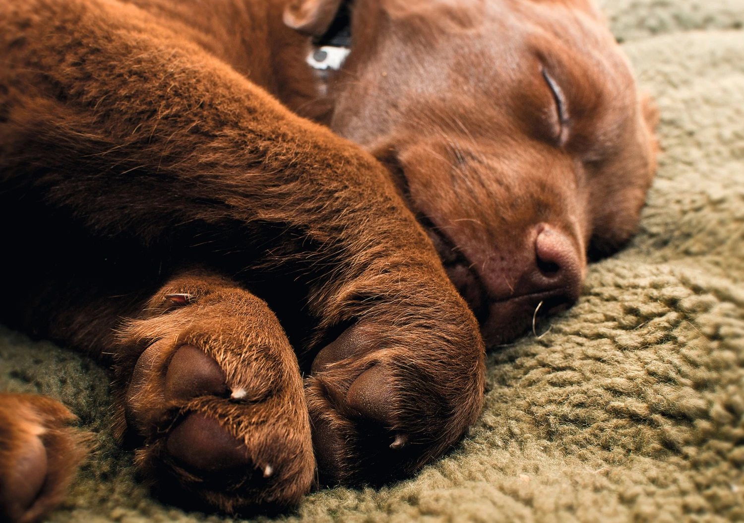 Nordforest Faserpelz-Hundedecke 2 Nordforest Faserpelz-Hundedecke – Bild 2