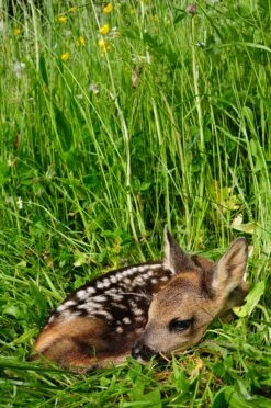 Pflanzensaat Reh- Und Hasengartenmischung 10 Kg